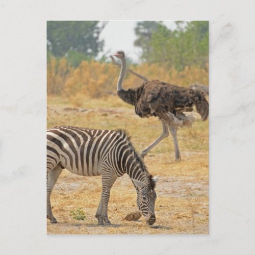 Zebra and Ostrich TomWurljpg Postcard