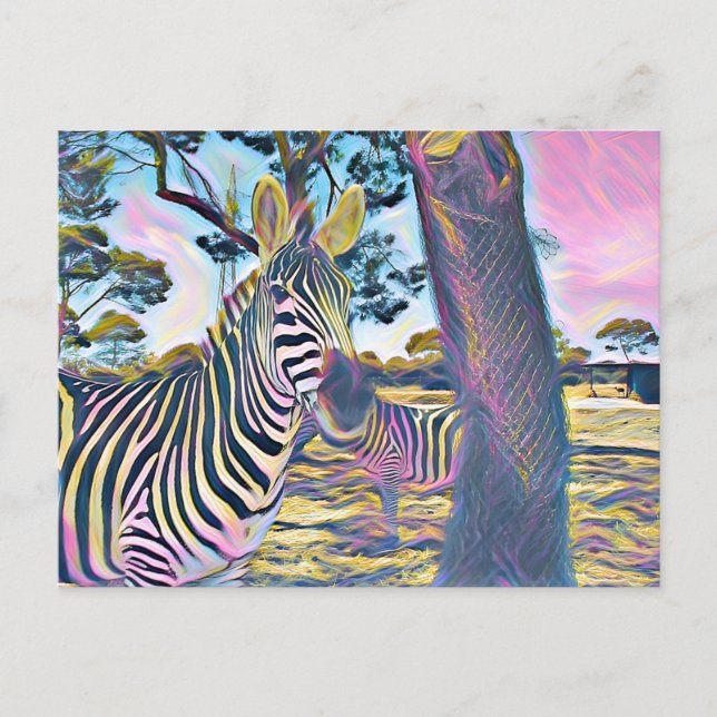 Zebra animal beautiful color postcard (Front)