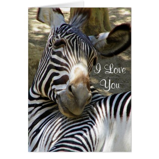 Zebra,Any Occasions_ Cards (Front)