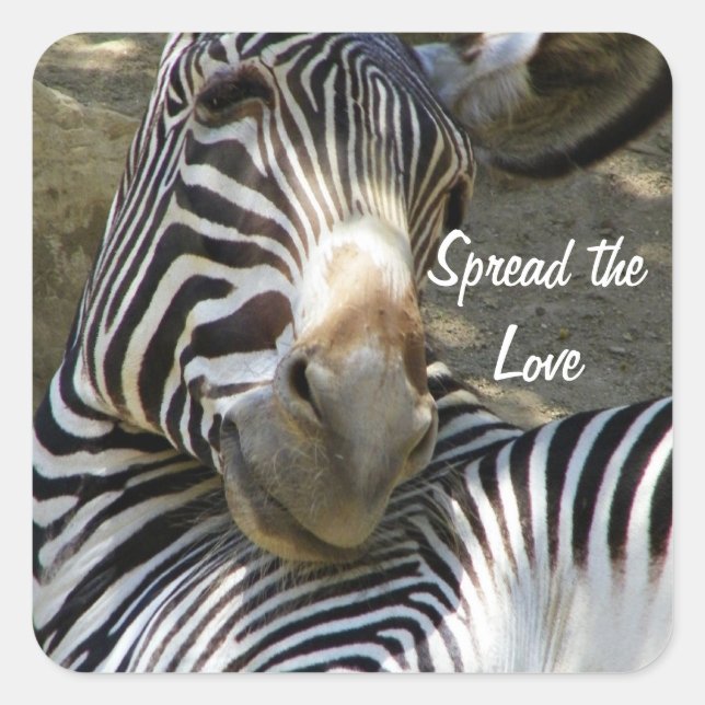 Zebra,Any Occasions_ Square Sticker (Front)
