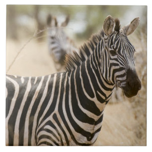 Zebra at the Meru National Park, Kenya. Tile