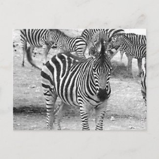 Zebra at the zoo