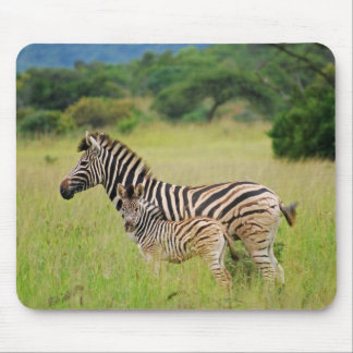 Zebra baby and mom mouse pad