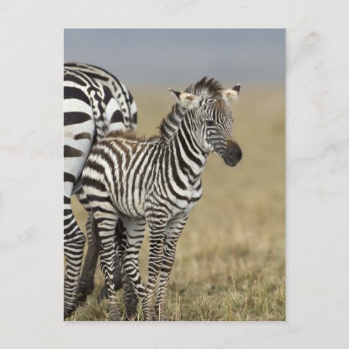 Zebra Baby Postcard