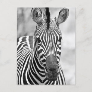 Zebra Birthday Postcard