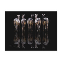Zebra Black White Stripes Reflections