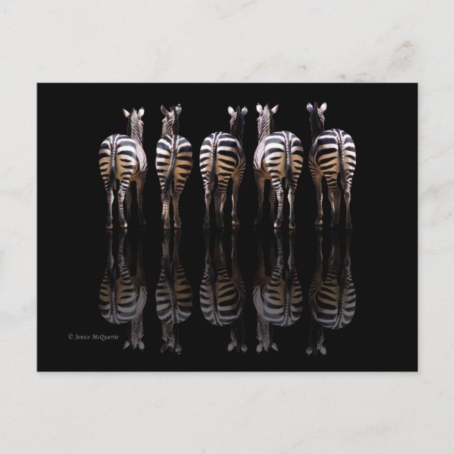 Zebra Black White Stripes Reflections Postcard (Front)