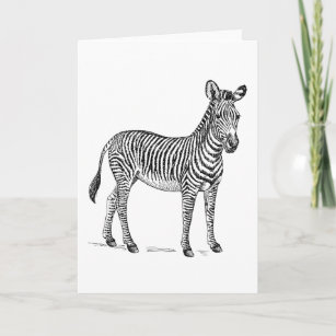 Zebra Cards | Zazzle