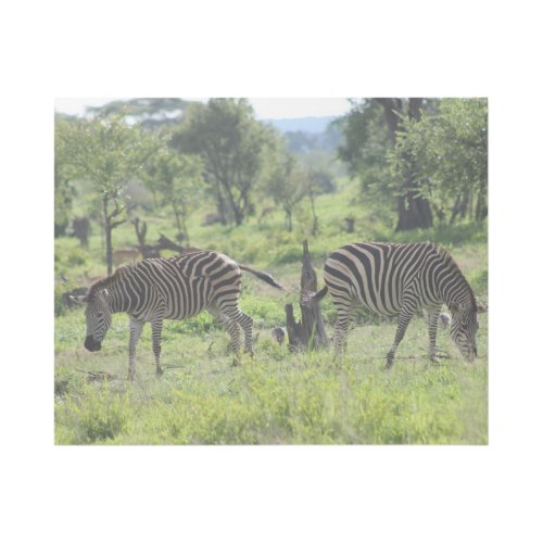 Zebra Buddies Gallery Wrap