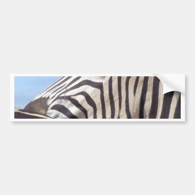 Zebra Bumper Sticker (Front)