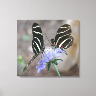 Zebra Butterflies! Canvas Print