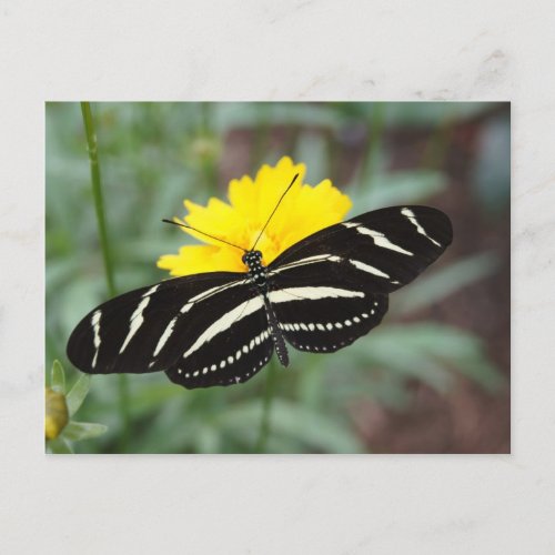 Zebra Butterfly Beauty II Postcard