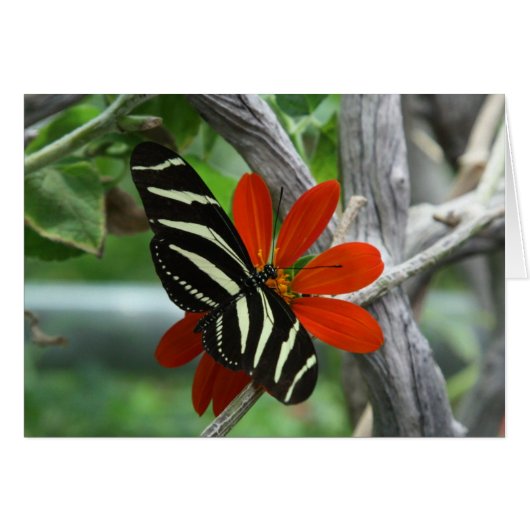 Zebra butterfly cards (Front Horizontal)