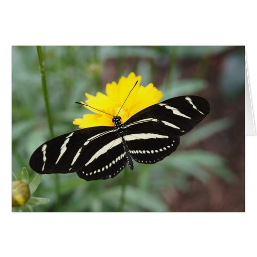 Zebra Butterfly Cards (Front Horizontal)