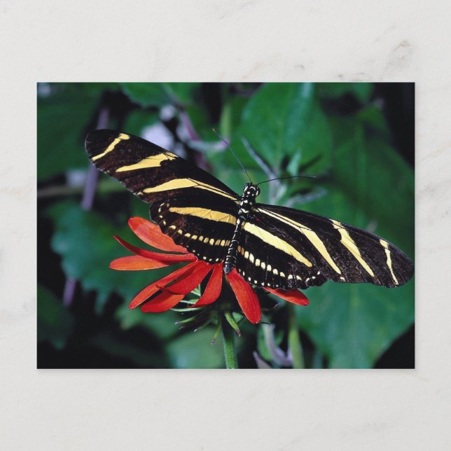 Zebra butterfly on Mexican flaming vine flower Postcard (Front)