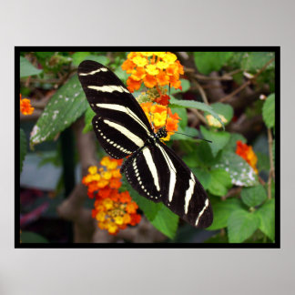 Zebra Butterfly Poster
