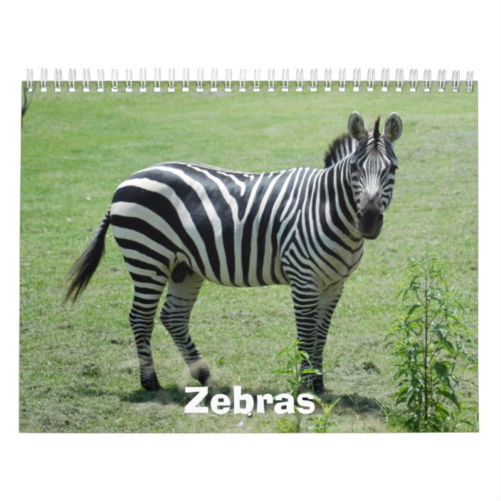 Zebra Calendar, Zebras Calendar | Zazzle.com
