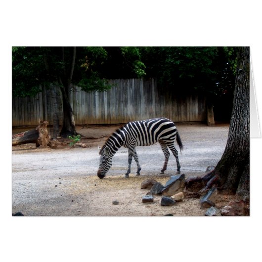 Zebra Cards (Front Horizontal)