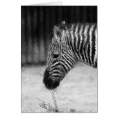 Zebra Cards (Front)