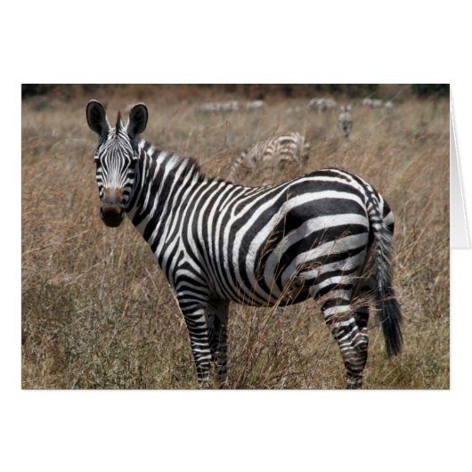 zebra cards (Front Horizontal)