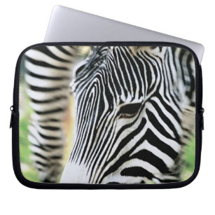 Zebra, close-up, selective focus laptop sleeve
