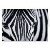 Zebra closeup image (Front Horizontal)