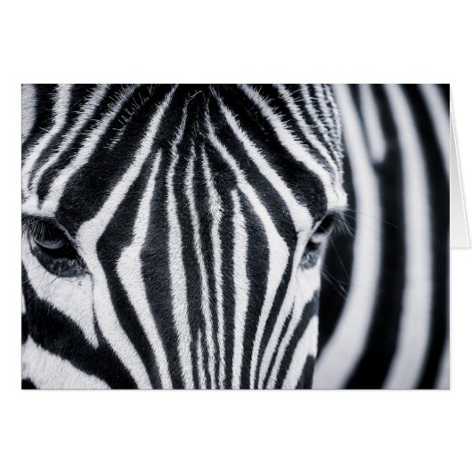 Zebra closeup image cards (Front Horizontal)