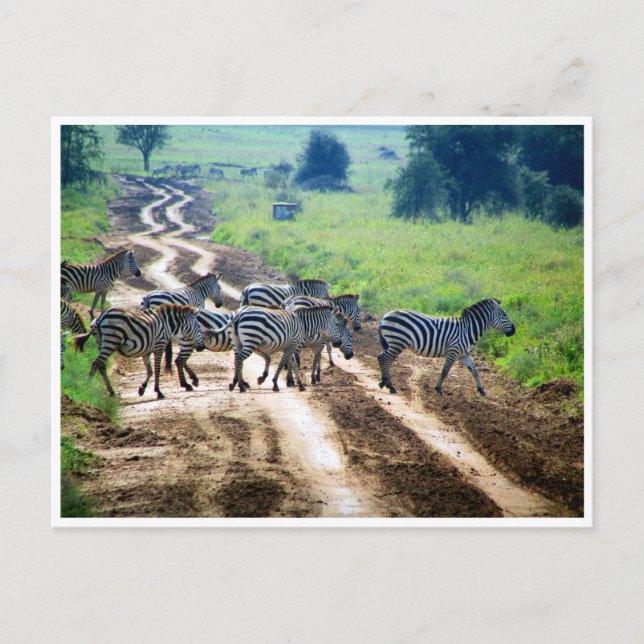 zebra crossing postcard (Front)
