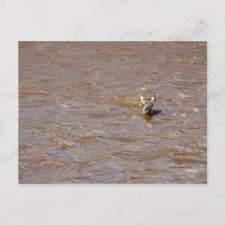 Zebra Crossing Postcard