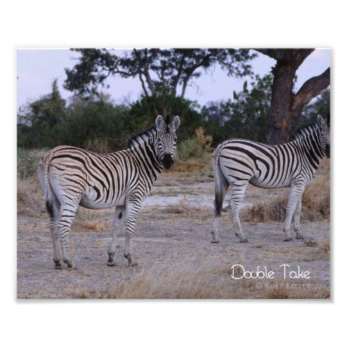 Zebra Double Take Photo
