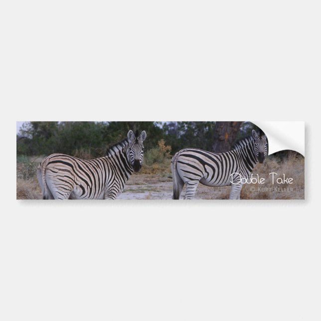 Zebra Double Take Photo Bumper Sticker (Front)