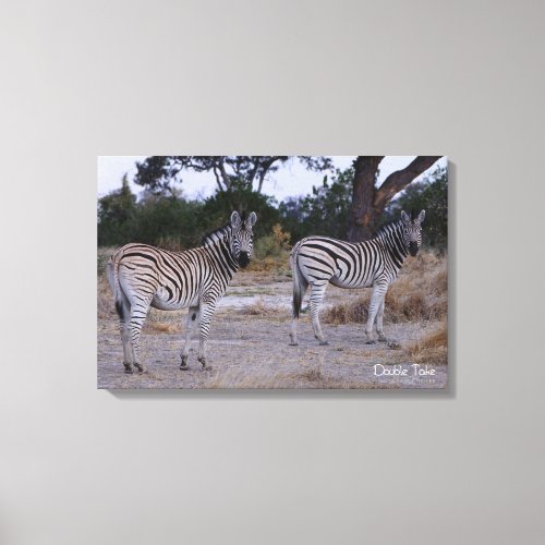 Zebra Double Take Photo Canvas Print