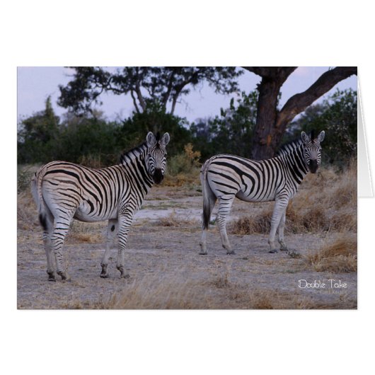 Zebra Double Take Photo Cards (Front Horizontal)