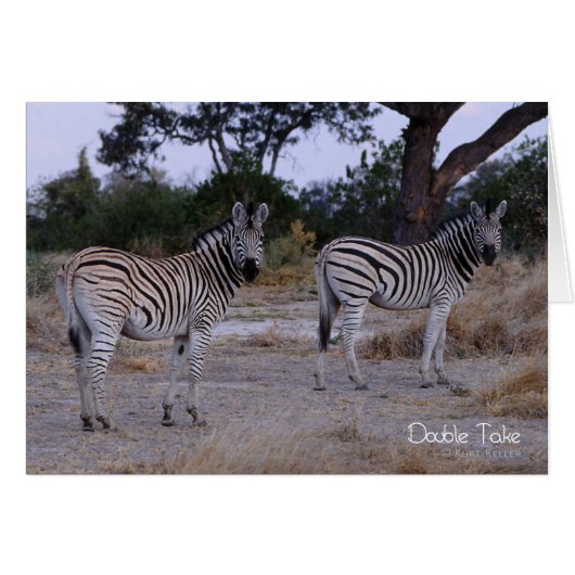 Zebra Double Take Photo Cards (Front Horizontal)