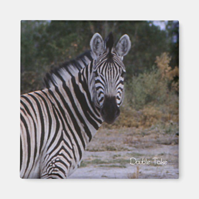 Zebra Double Take Photo Magnet (Front)