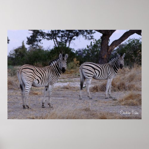 Zebra Double Take Photo Poster