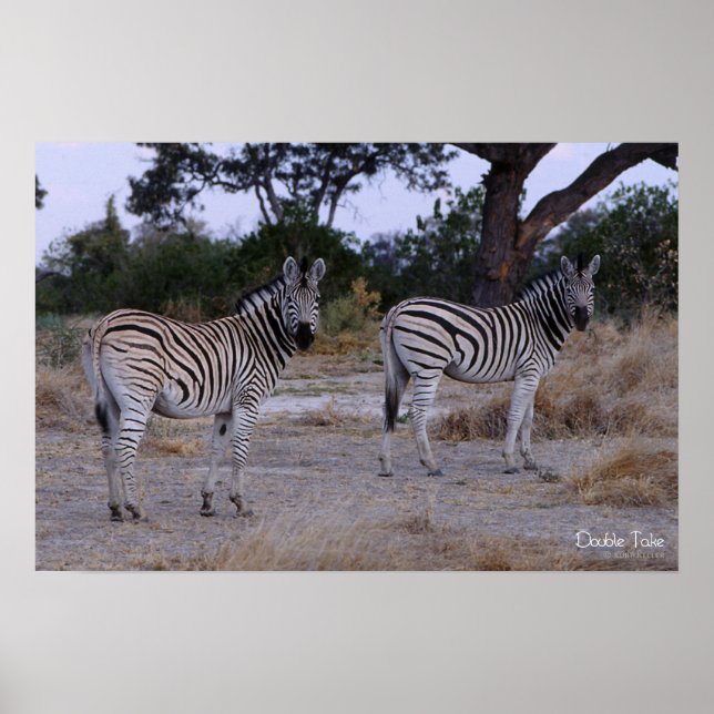 Zebra Double Take Photo Poster (Front)