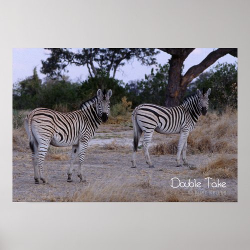 Zebra Double Take Photo Poster