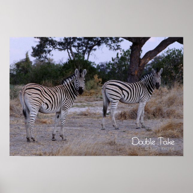 Zebra Double Take Photo Poster (Front)