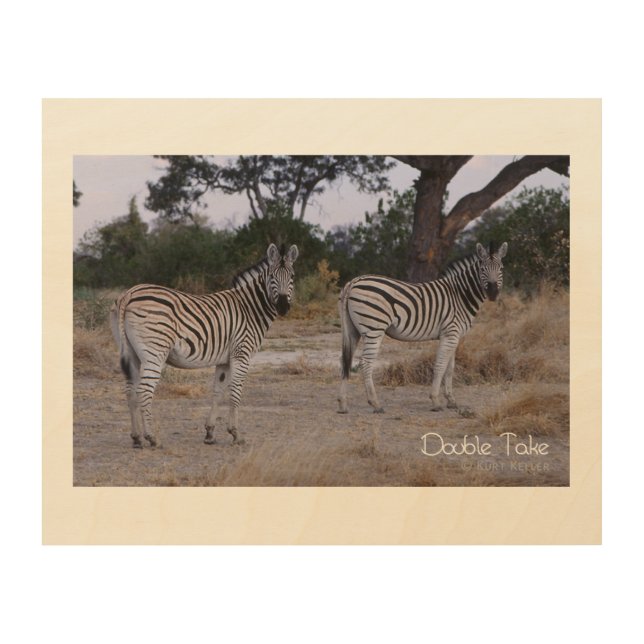 Zebra Double Take Photo Wood Wall Art (Front)