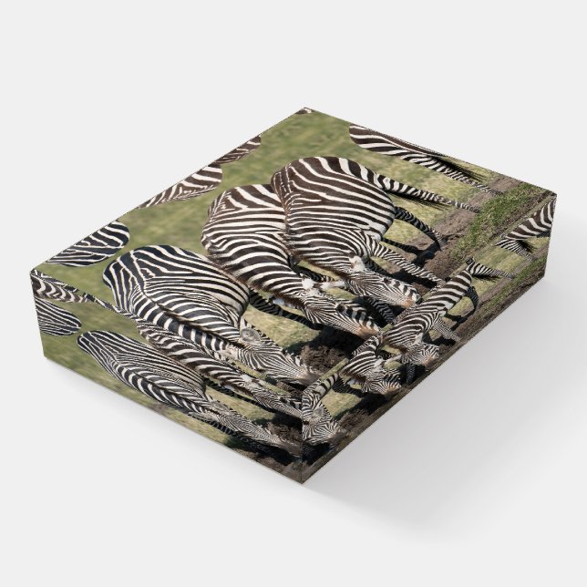 Zebra Drinking Photo Taken In The Wild  Paperweight (Angled)