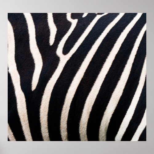 Zebra Essence Authentic Skin Pattern Poster
