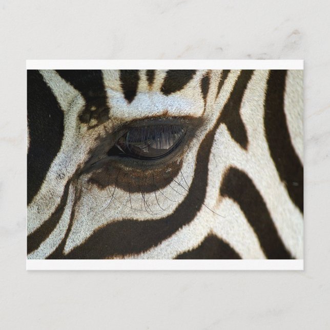 Zebra eye cute serene image postcard (Front)