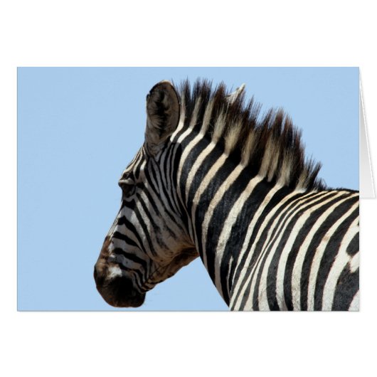 zebra face (Front Horizontal)