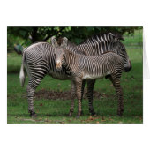 Zebra Family (Front Horizontal)