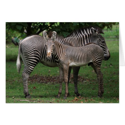 Zebra Family (Front Horizontal)