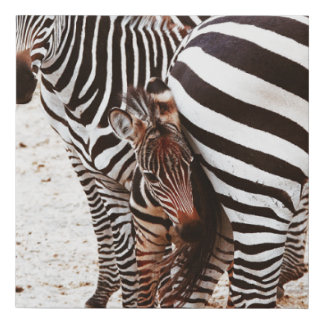 ZEBRA FAMILY FAUX CANVAS PRINT