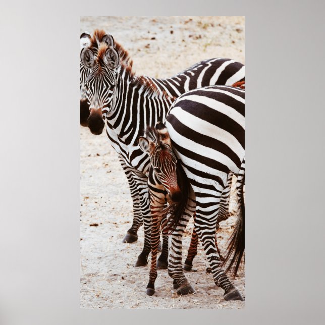ZEBRA FAMILY POSTER (Front)