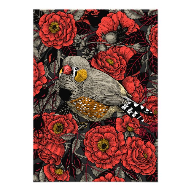 Zebra finch and red rose bush photo print (Front)