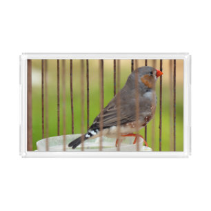 Zebra Finch Bird in Cage Acrylic Tray